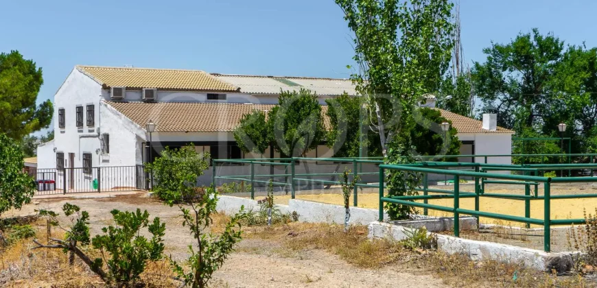 En venta, tres fincas de olivar ecológico de regadío en Jaén