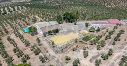 En venta, tres fincas de olivar ecológico de regadío en Jaén
