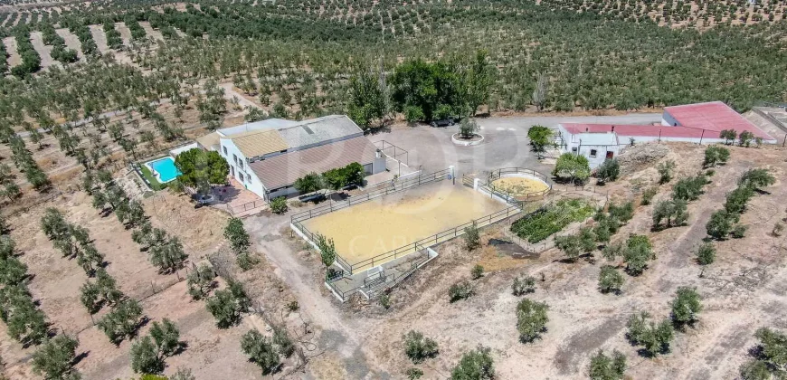 En venta, tres fincas de olivar ecológico de regadío en Jaén