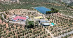 En venta, tres fincas de olivar ecológico de regadío en Jaén