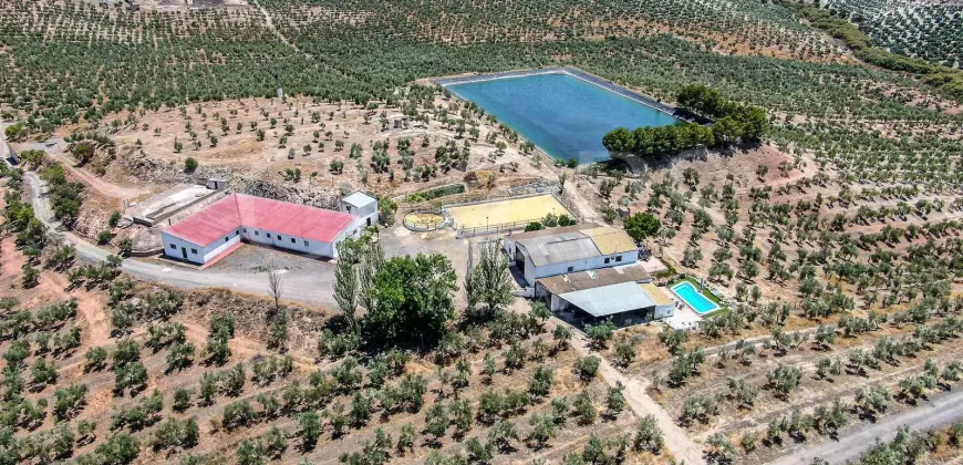 En venta, tres fincas de olivar ecológico de regadío en Jaén