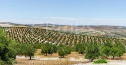 En venta, tres fincas de olivar ecológico de regadío en Jaén