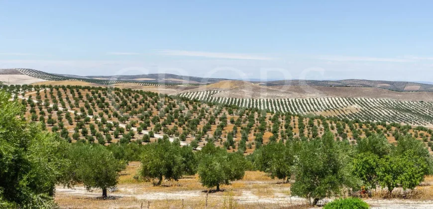 En venta, tres fincas de olivar ecológico de regadío en Jaén