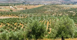 En venta, tres fincas de olivar ecológico de regadío en Jaén