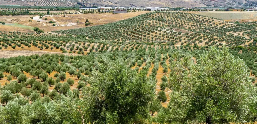 En venta, tres fincas de olivar ecológico de regadío en Jaén