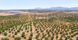 En venta, tres fincas de olivar ecológico de regadío en Jaén