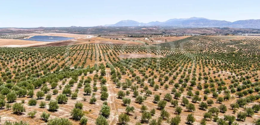 En venta, tres fincas de olivar ecológico de regadío en Jaén