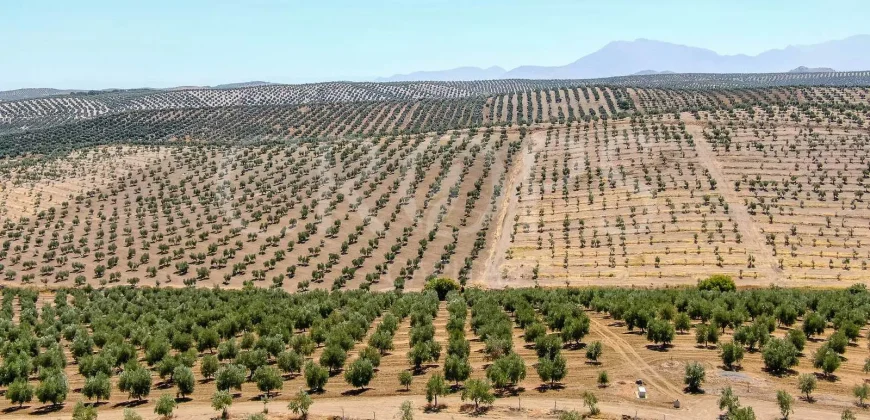 En venta, tres fincas de olivar ecológico de regadío en Jaén