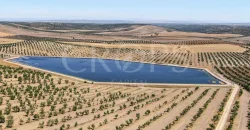 En venta, tres fincas de olivar ecológico de regadío en Jaén