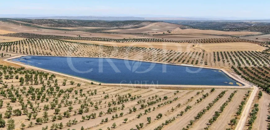 En venta, tres fincas de olivar ecológico de regadío en Jaén