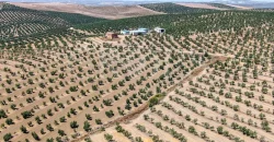 En venta, tres fincas de olivar ecológico de regadío en Jaén