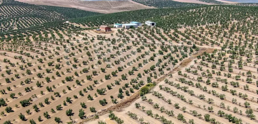 En venta, tres fincas de olivar ecológico de regadío en Jaén