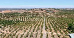 En venta, tres fincas de olivar ecológico de regadío en Jaén