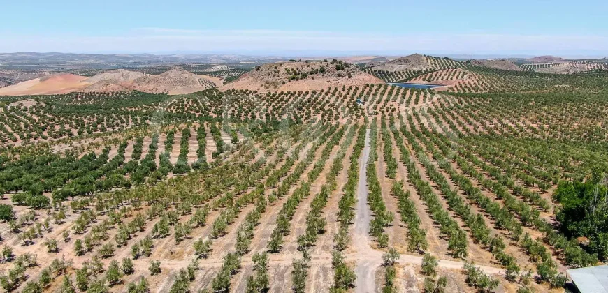 En venta, tres fincas de olivar ecológico de regadío en Jaén
