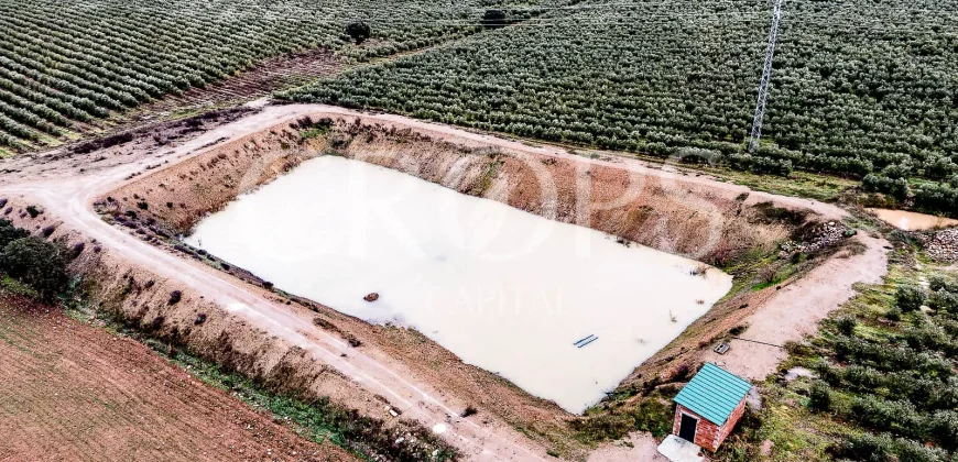 En venta, olivar en superintensivo con vivienda en Córdoba