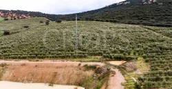 En venta, olivar en superintensivo con vivienda en Córdoba En venta, olivar en superintensivo con vivienda en Córdoba