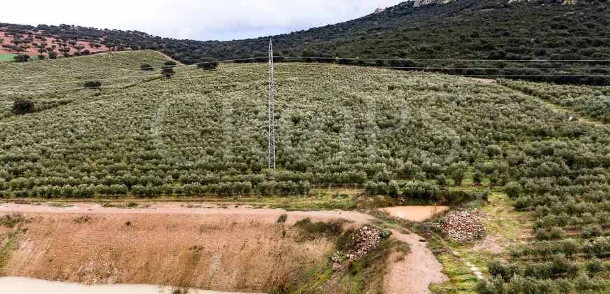 En venta, olivar en superintensivo con vivienda en Córdoba