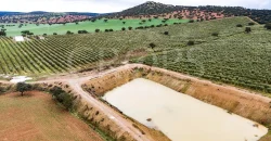 En venta, olivar en superintensivo con vivienda en Córdoba En venta, olivar en superintensivo con vivienda en Córdoba