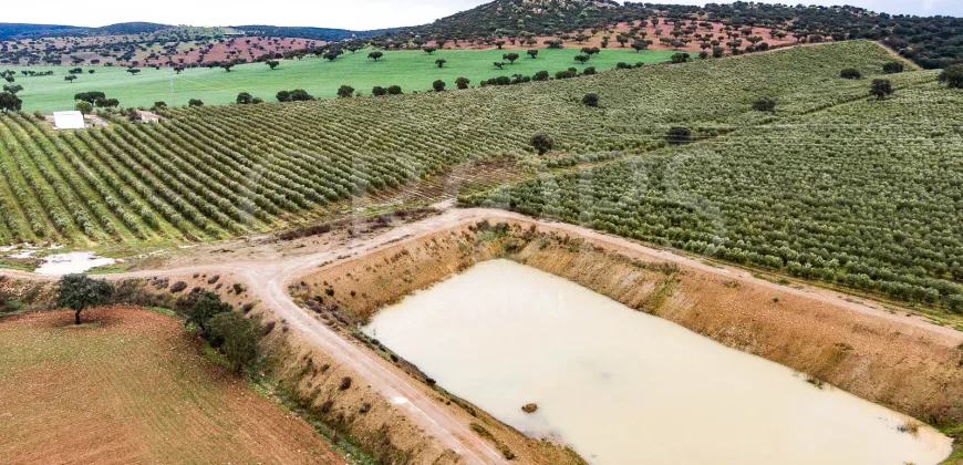 En venta, olivar en superintensivo con vivienda en Córdoba