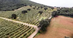 En venta, olivar en superintensivo con vivienda en Córdoba En venta, olivar en superintensivo con vivienda en Córdoba