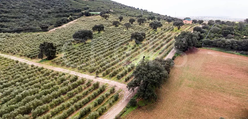 En venta, olivar en superintensivo con vivienda en Córdoba