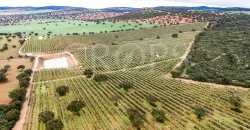 En venta, olivar en superintensivo con vivienda en Córdoba En venta, olivar en superintensivo con vivienda en Córdoba