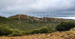 En venta finca de caza con vivienda en Zaragoza