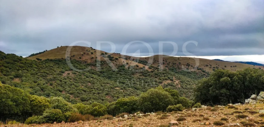 En venta finca de caza con vivienda en Zaragoza