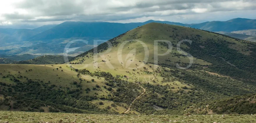 En venta finca de caza con vivienda en Zaragoza