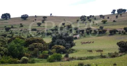 En venta finca de caza con vivienda en Zaragoza