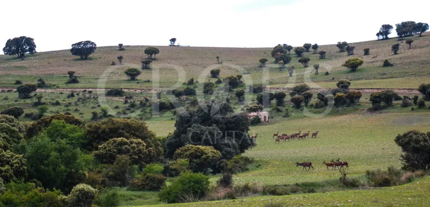 En venta finca de caza con vivienda en Zaragoza