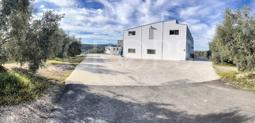 Olivar con almazara y cortijo en la provincia de Córdoba