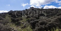 Exclusiva finca de caza en la Sierra de Grazalema (Cádiz) Exclusiva finca de caza en la Sierra de Grazalema (Cádiz)