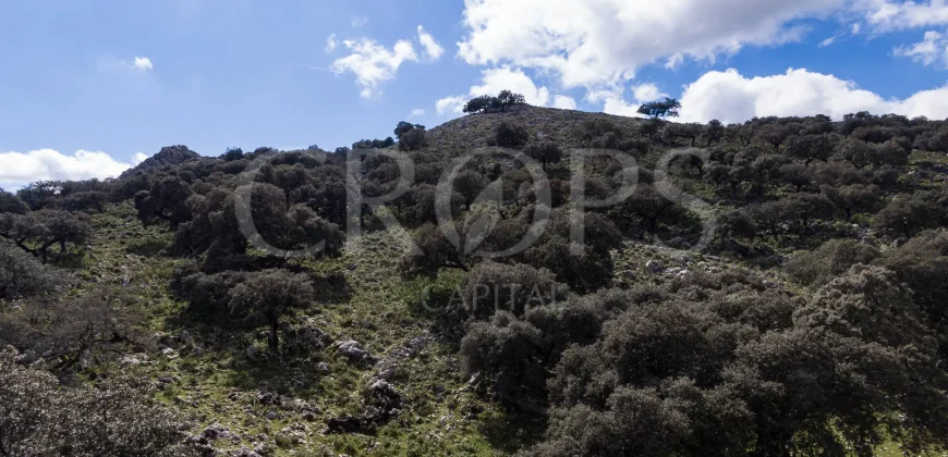 Exclusiva finca de caza en la Sierra de Grazalema (Cádiz)