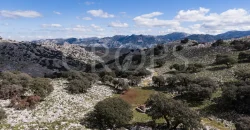 Exclusiva finca de caza en la Sierra de Grazalema (Cádiz) Exclusiva finca de caza en la Sierra de Grazalema (Cádiz)