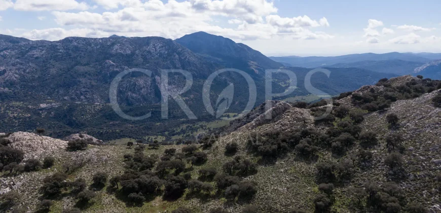 Exclusiva finca de caza en la Sierra de Grazalema (Cádiz)